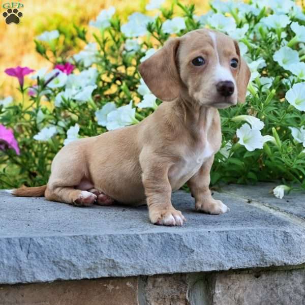Isabella, Dachshund Puppy